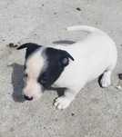 Oddam dwa pieski do adopcji
