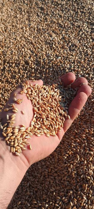 Pszenica i mieszanka zbożowa 2025