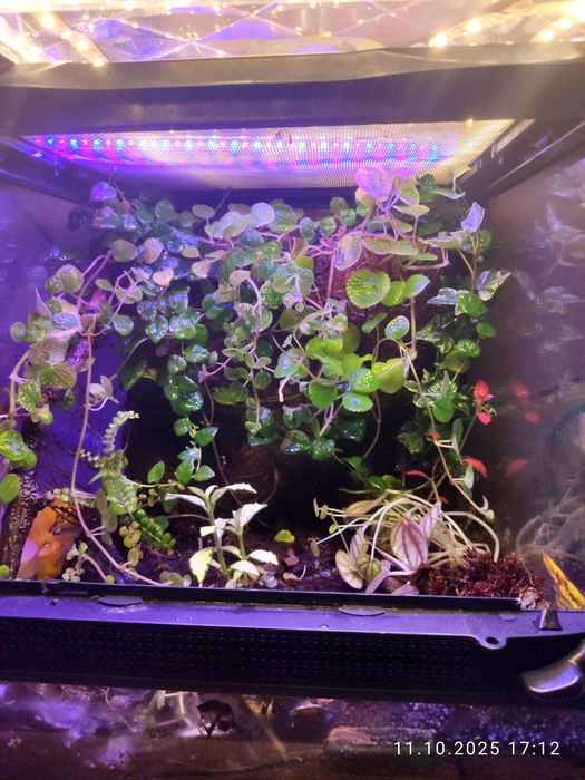 Mam na sprzedaż gotowy do użytku terrarium.