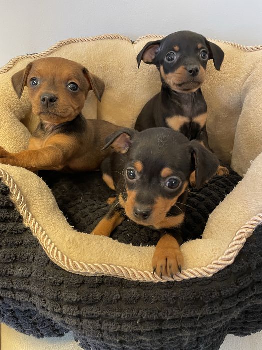 Pinczer miniaturowy szczeniak minuaturka mini xxs 500 gram