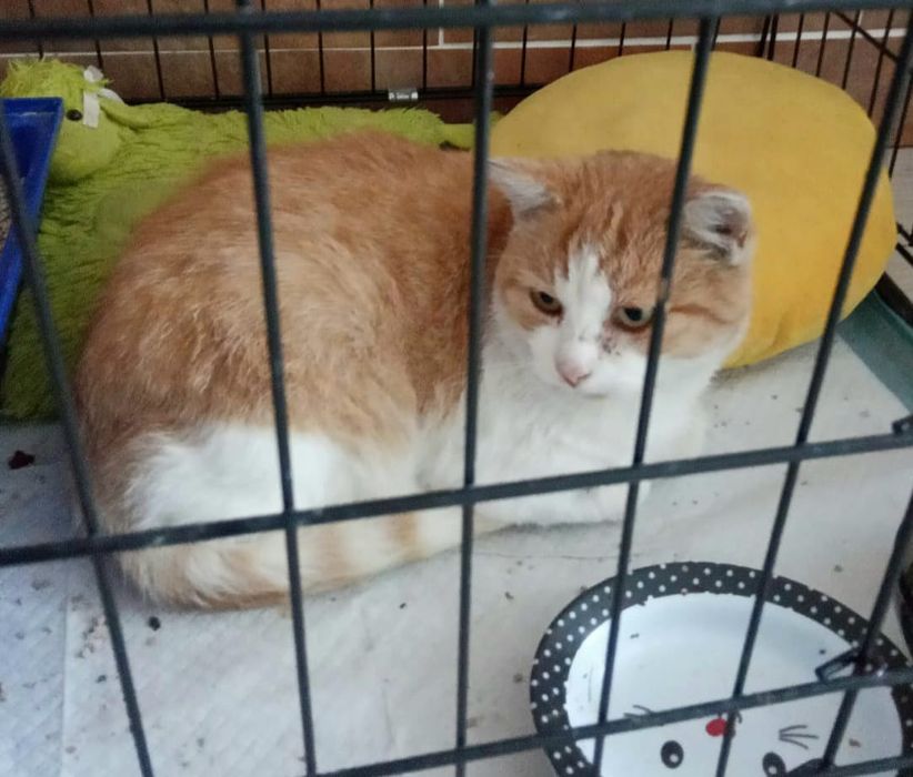 Rubin,cudny miziasty kotek do adopcji