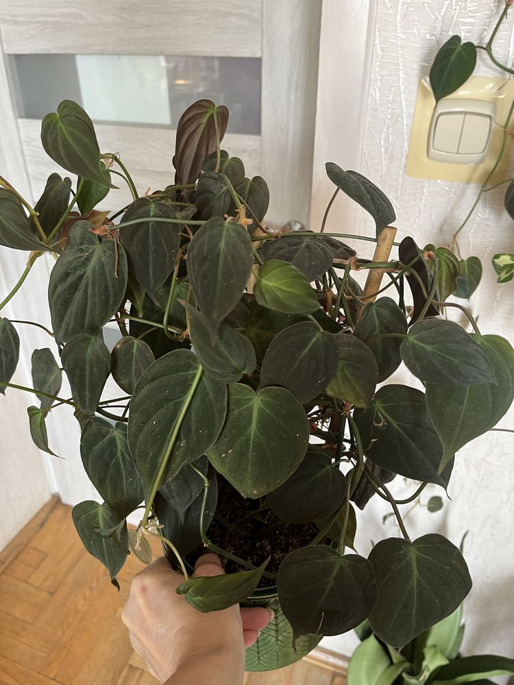 Philodendron scandens Micans