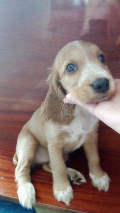 Щенята англійський кокер спаніель