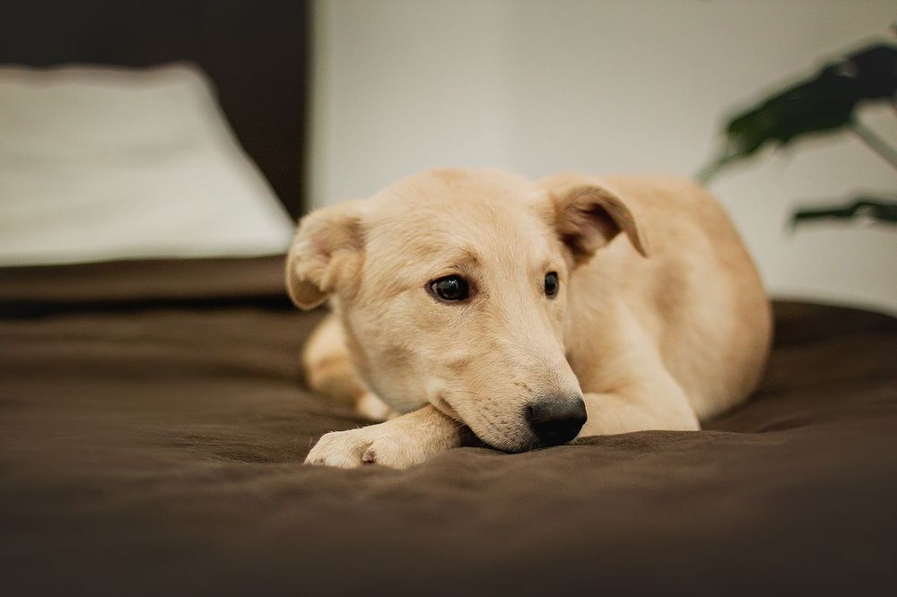 Отдам даром в добрые руки собаку метис лабрадора