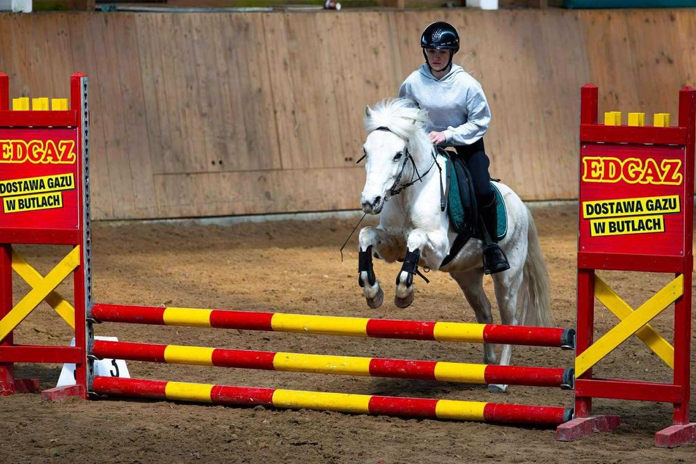 7 letni kuc klacz na sprzedaż - SPRZEDANA DOSTĘPNE INNE KONIE