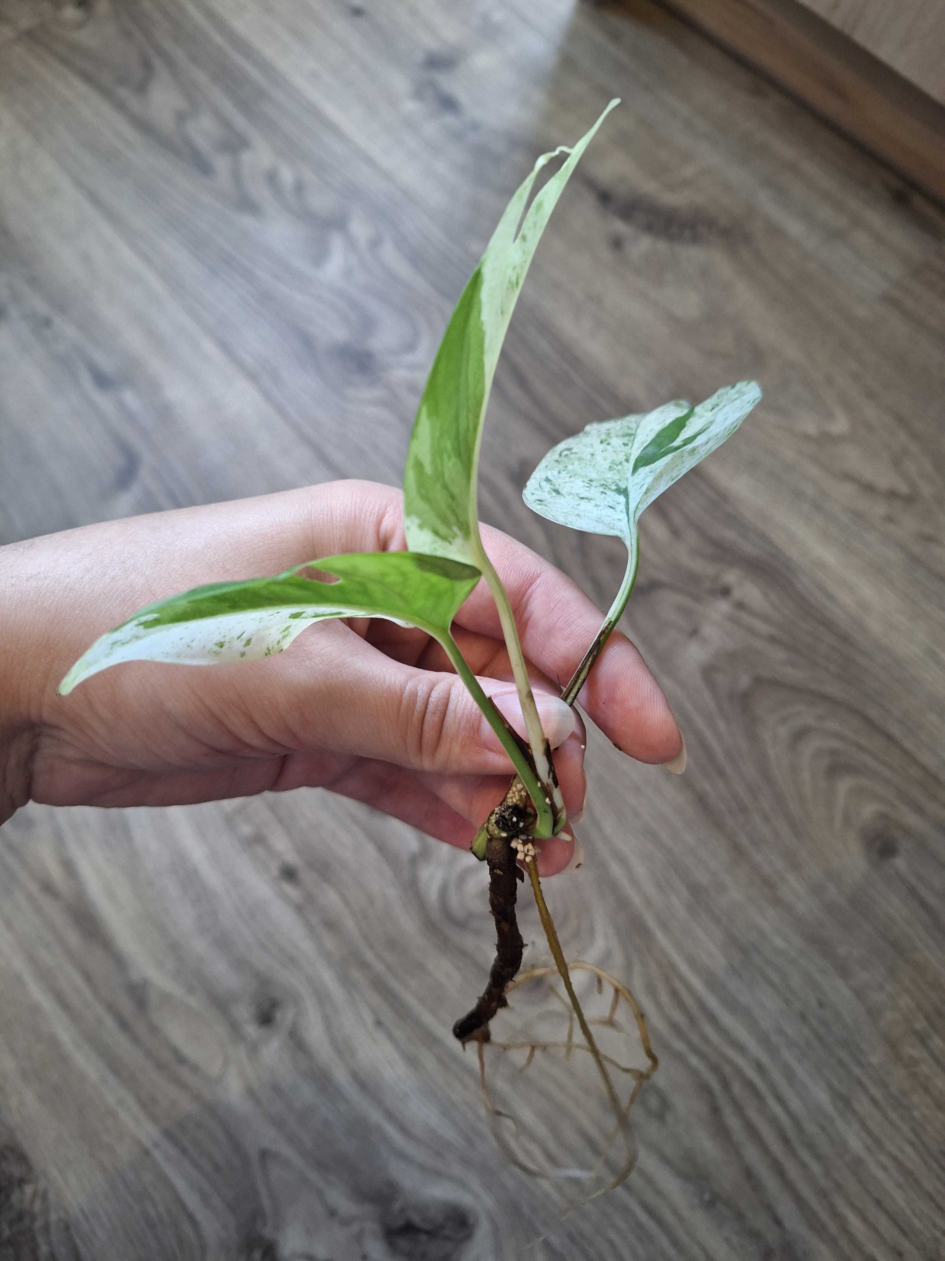 Epipremnum pinnatum marble variegata