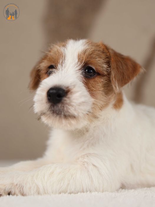 Jack Russell Terrier ZKwP FCI rezerwacja