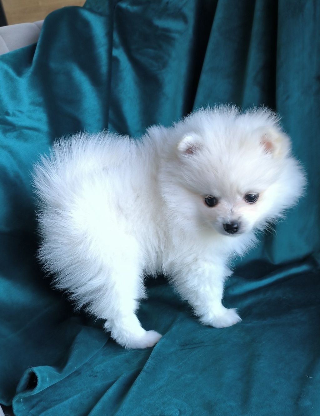 Szpic Miniaturowy - Pomeranian - Biała dziewczynka!