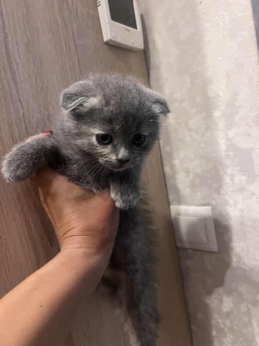 Продам шотландских вислоухих  котят!