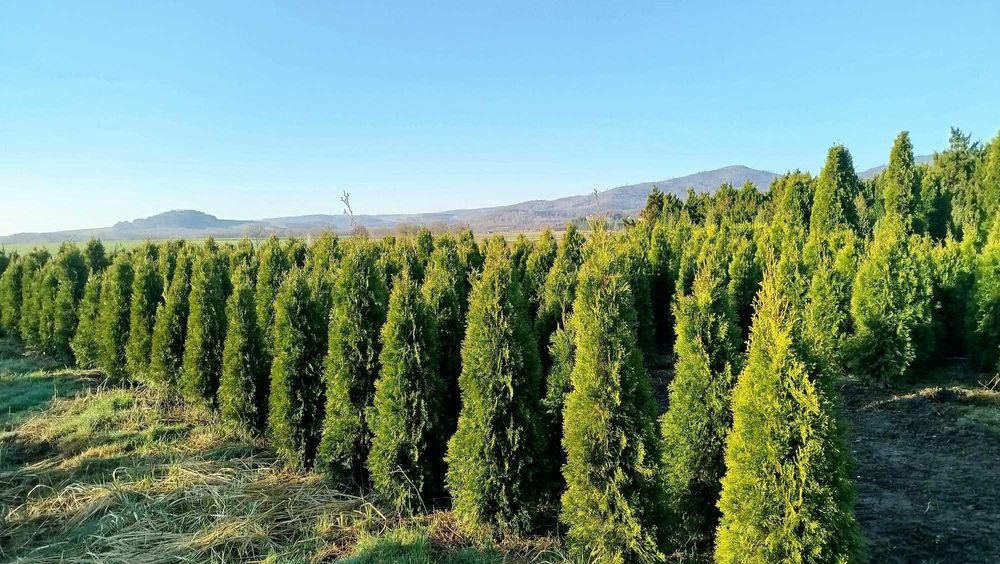 tuja szmaragd 140cm (thuja smaragd)