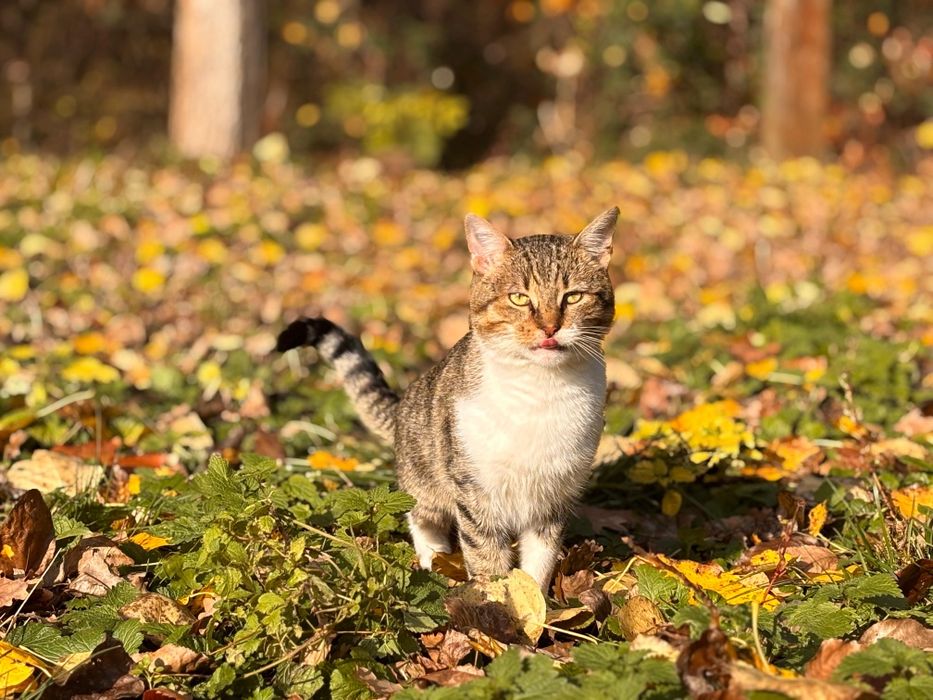Koty bezdomniaki oddam