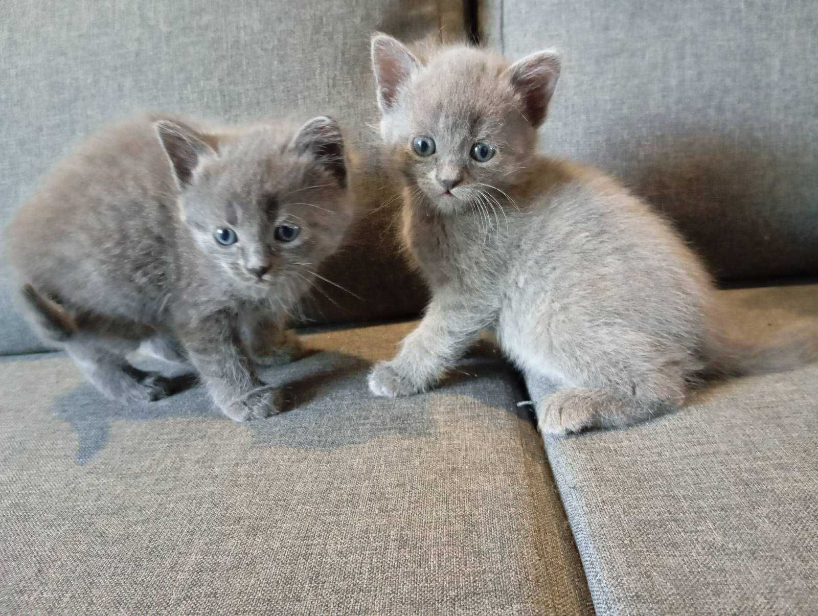 Кошенятка, 3 дівчинки, 1 хлопчик. Папа шотландець, мама наполовину.