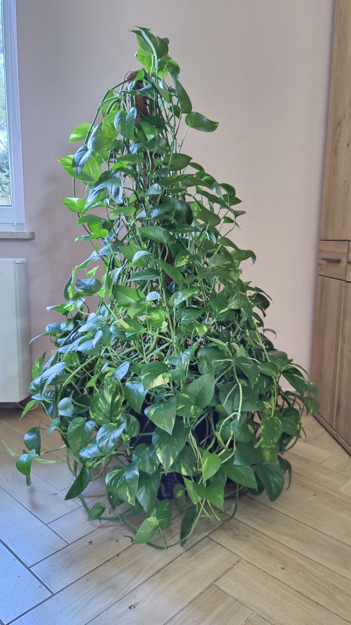 Epipremnum złociste XXL 140 cm, aureum roślina doniczkowa, scindapsus