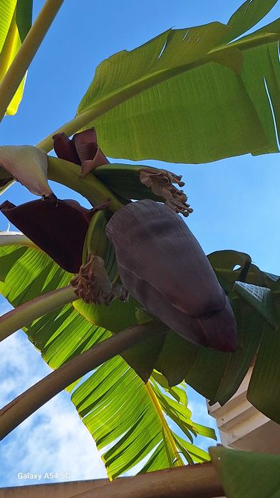Planta da bananeira da Madeira