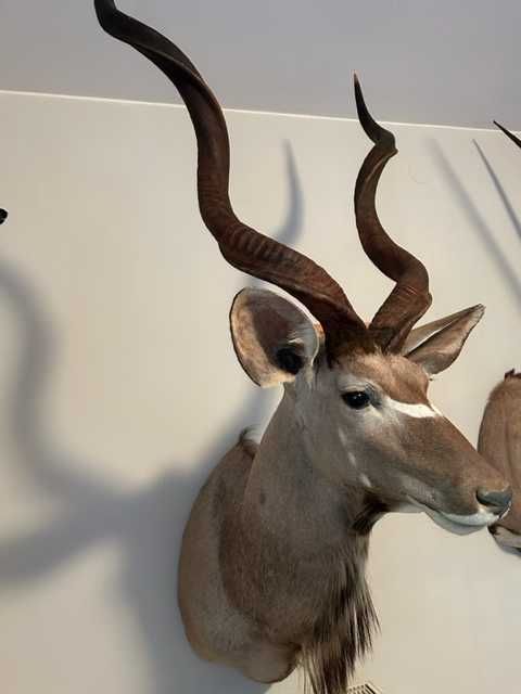 KUDU- medalion antylopa, super !