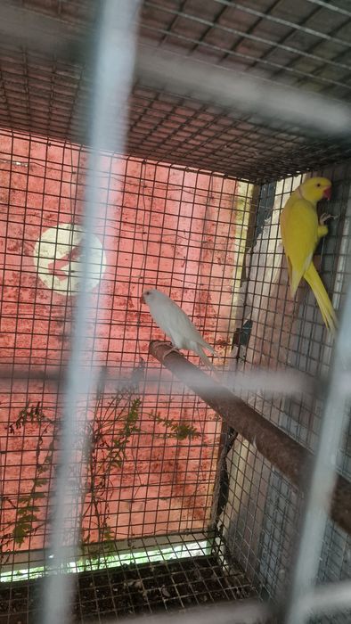 Vendo ring necks