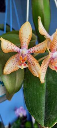 Орхідеї фаленопсис, зигопеталум