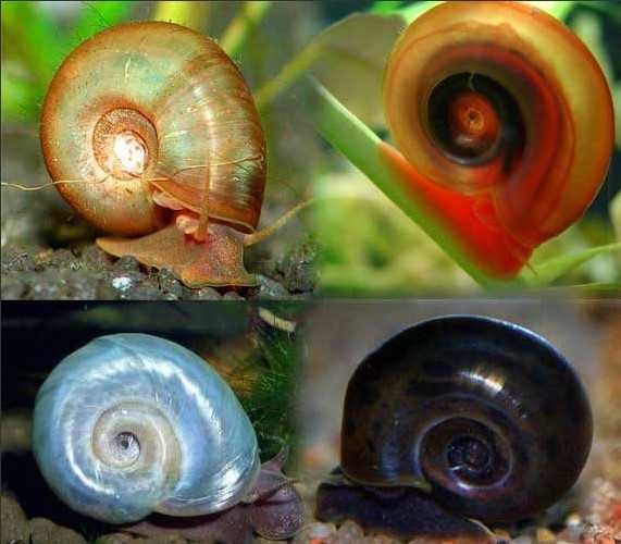 Caracóis Planorbis Corneus sortidos