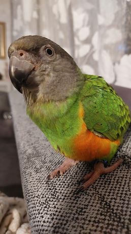 Попугай сенегальский  с оранжевой грудкой птенец,  ручной