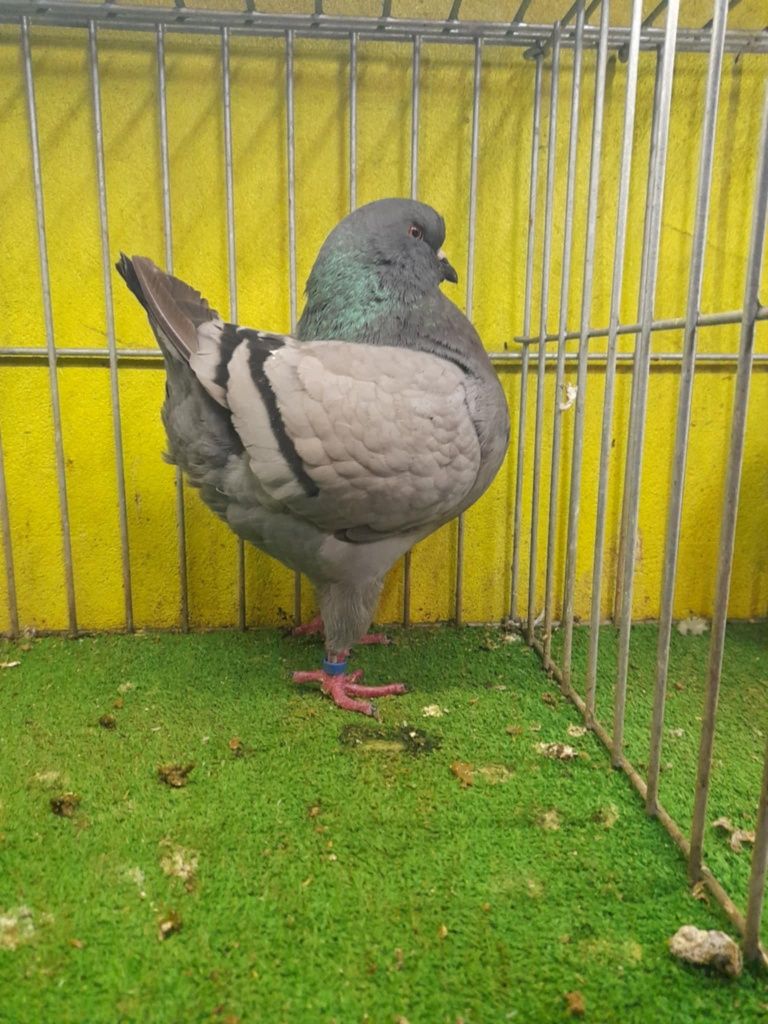 King kingi sprzedam