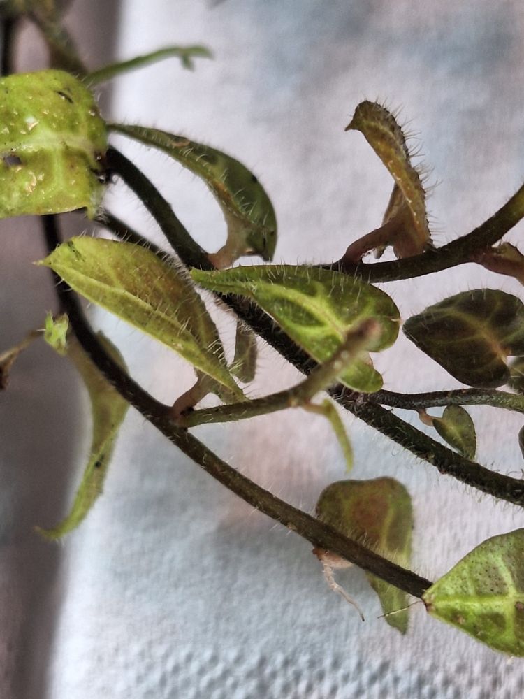 Solanum evolvulifolium - wiwarium, las w szkle