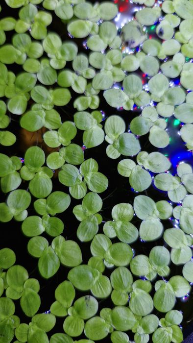 Plantas para aquário