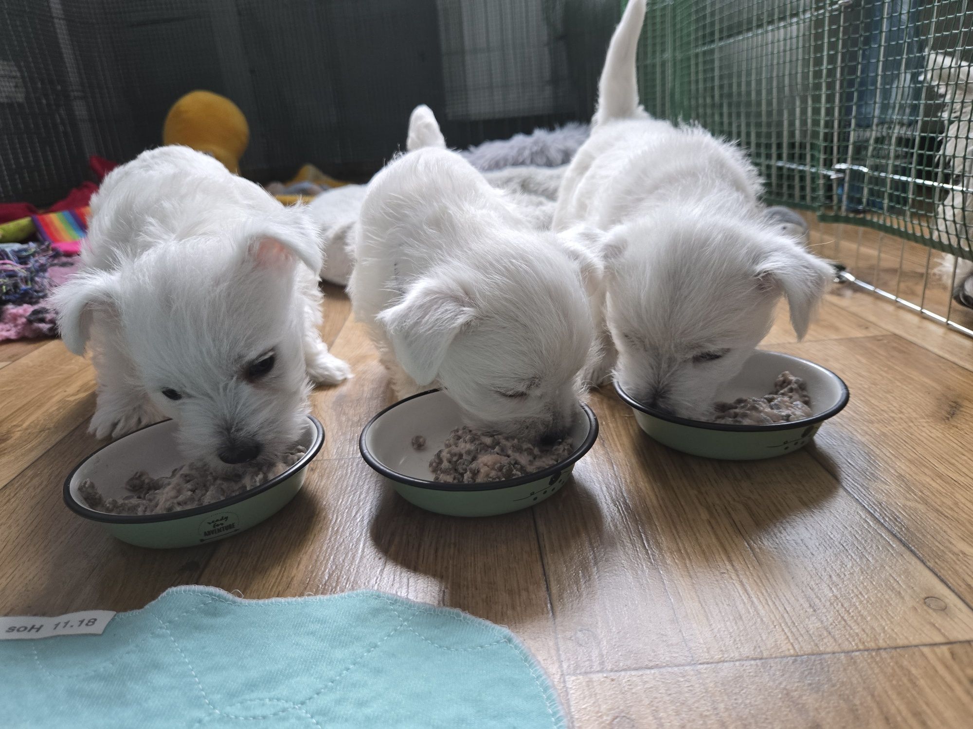 West Highland White Terrier - suczka ZKWP