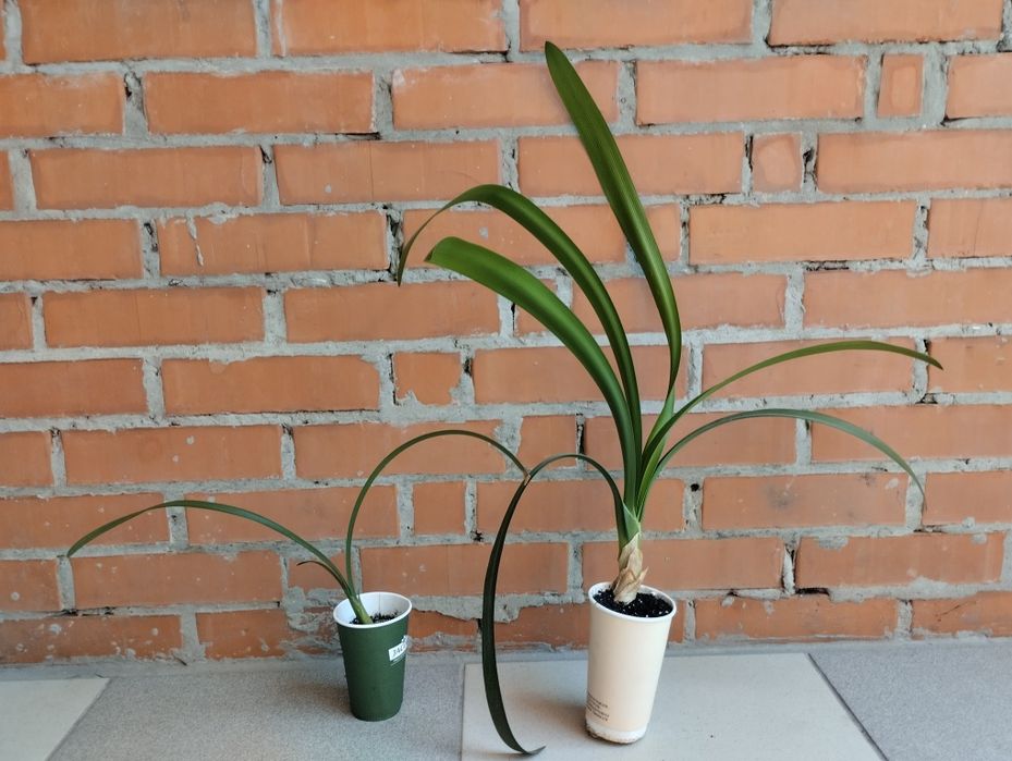 клівія кіноварна кливия комнатная лилия