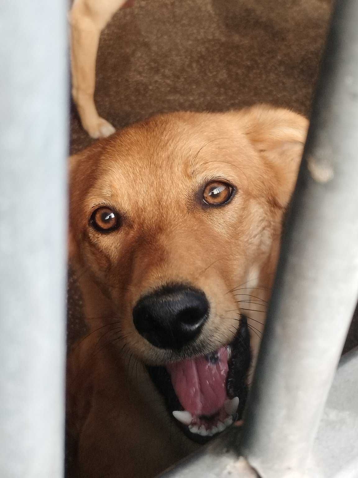 BAIXOTE (Macho, 1 Ano, Porte Medio) Para Adopção