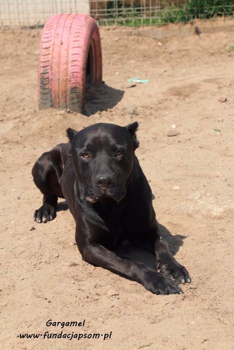 Gargamel - piesek w typie cane corso