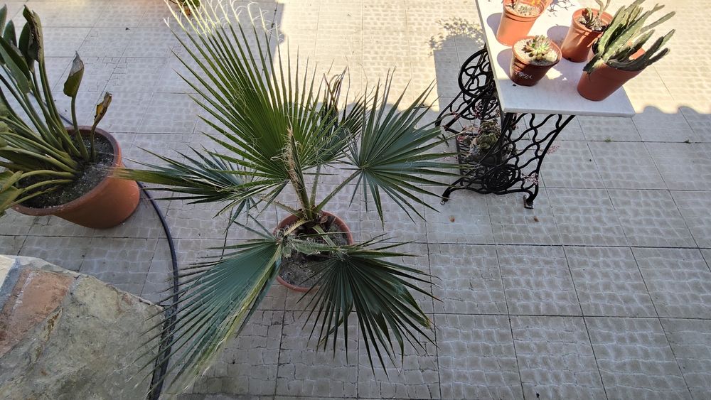 Palmeira Washingtonia