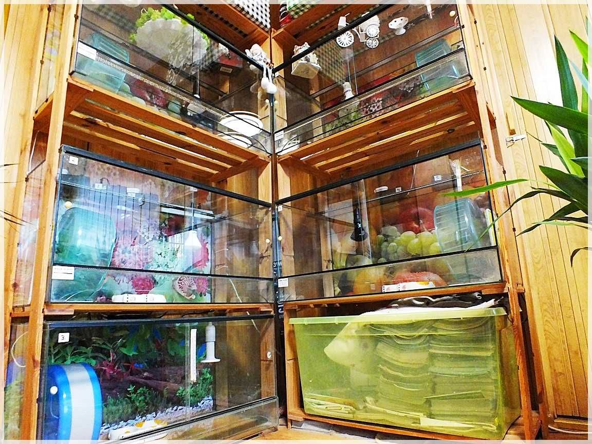 Terrarium szklane z wentylacją 80x40x40cm dla jeż pigmejski, gekon,wąż