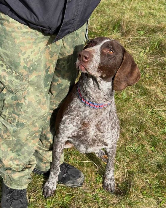 Мія, курцхаар, шукає дім