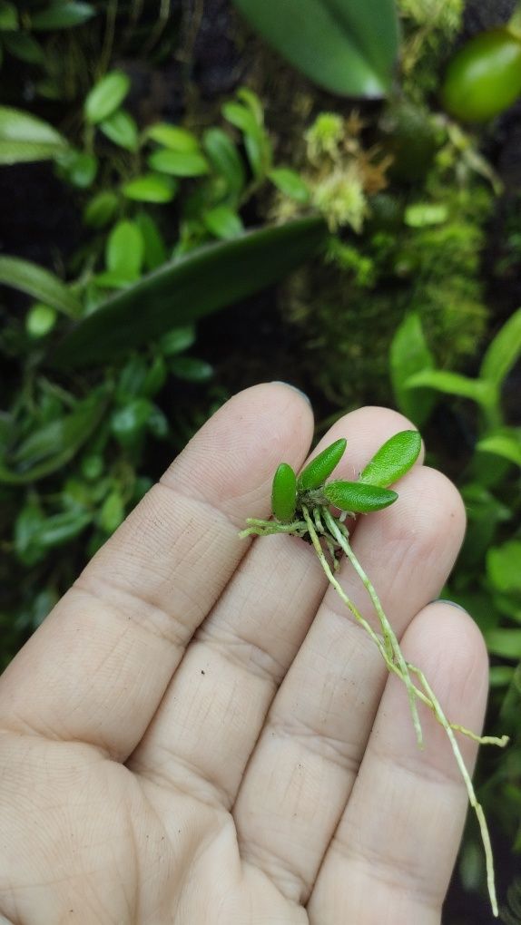 Мініатюрна орхідея Dendrobium lichenastrum