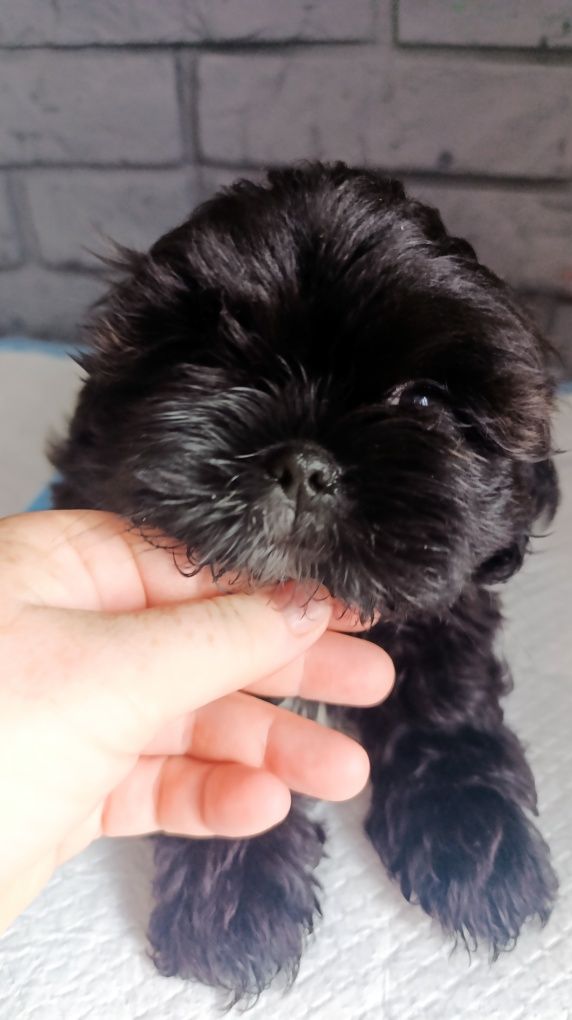 Shih tzu .Już do odbioru.