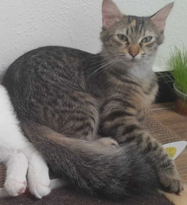 Загубилась кішка