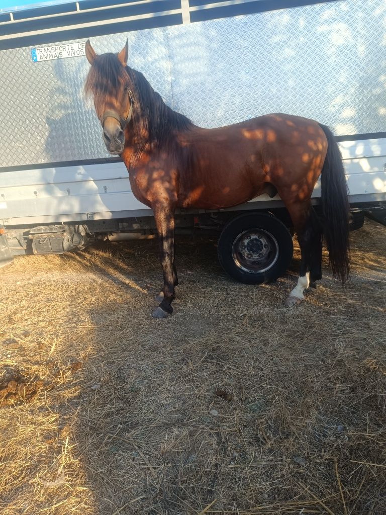 Para veda cavalo psl inteiro e muito calmo