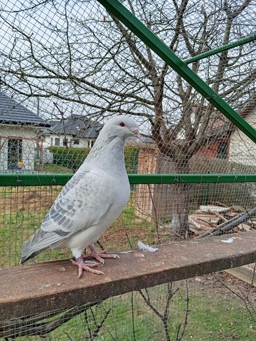 Gołąb standard młody tegoroczny