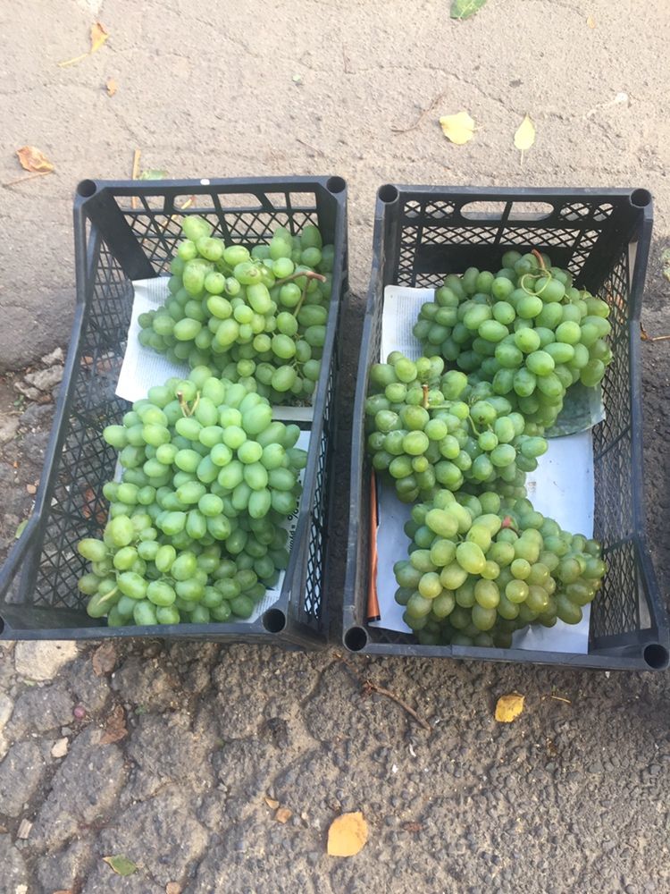 Черенки, саджанці винограду на осінь 2023