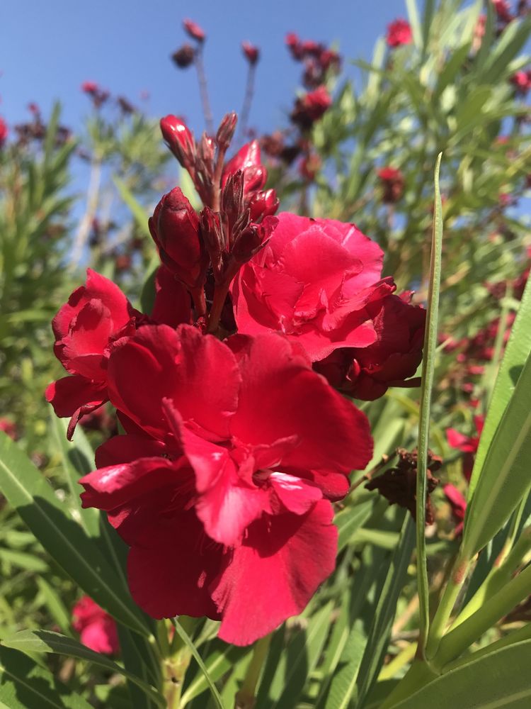 Oleander wiśniowy pełny pachnący kwiatach