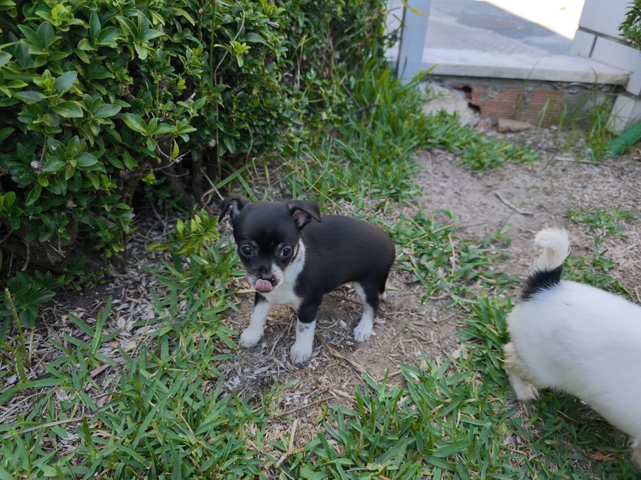 Chihuahua fêmea miniatura pelo curto disponível para entrega imediata