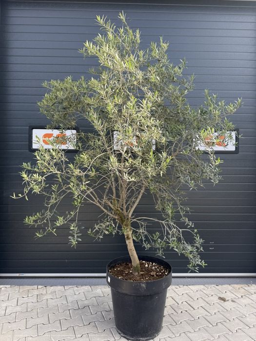 Оливкове дерево вис- 2,30 АКЦІЯ