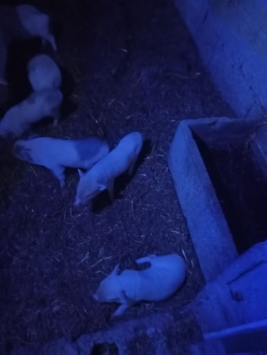 Porcos de raça pequena