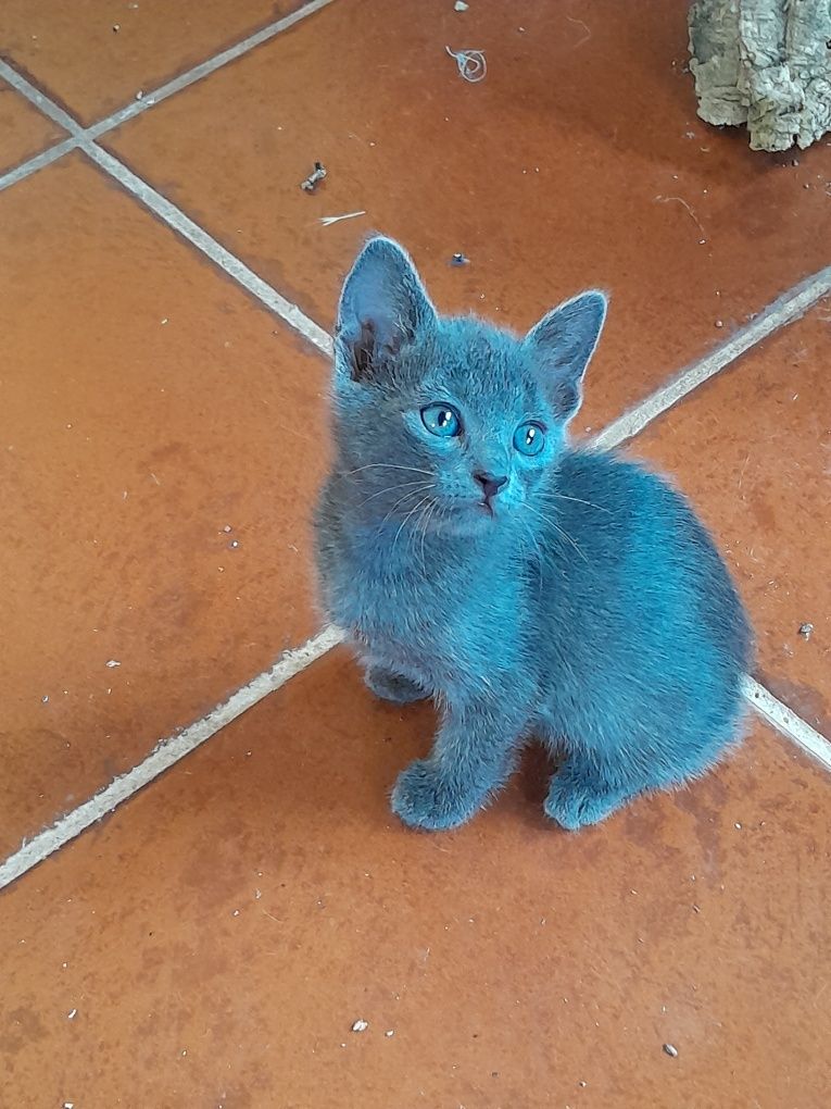 Lindo gatinho Azul um amor em casa!