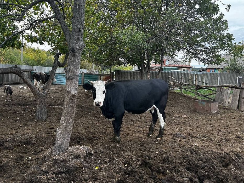 Продаю тільну теличку