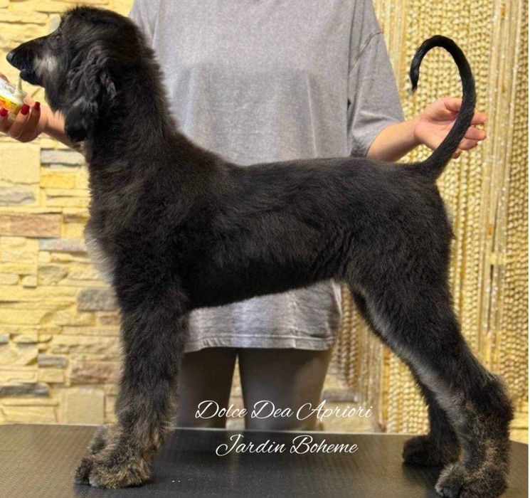 Щенки Афганской  Борзой