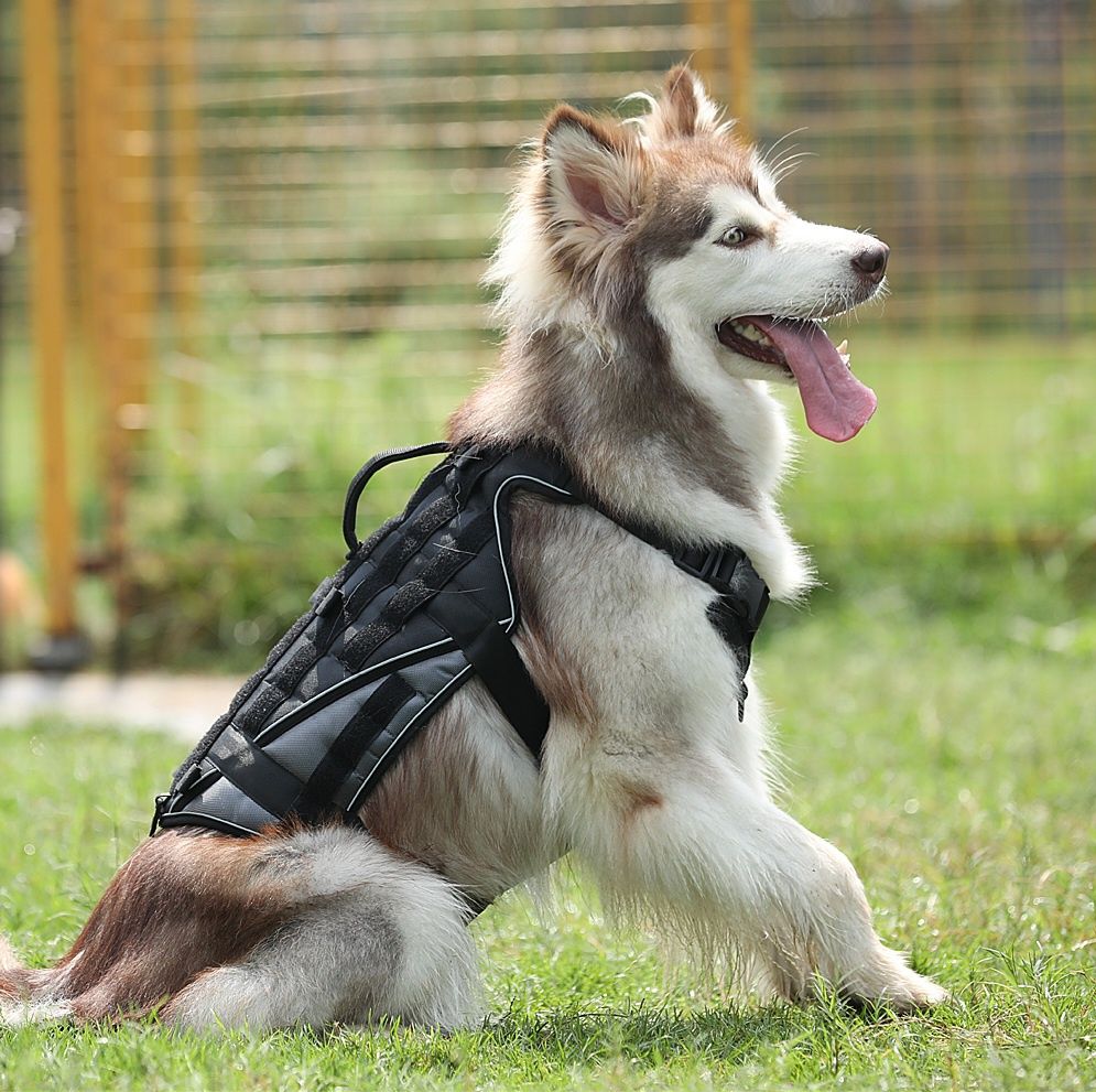 Шлейка жилет для собак з світловідбивною стрічкою для прогулянок