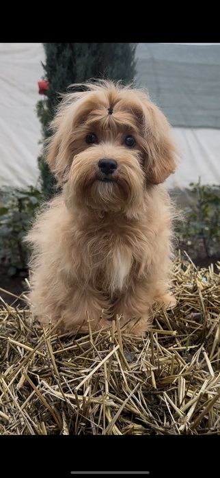 Шикарный мальчуган