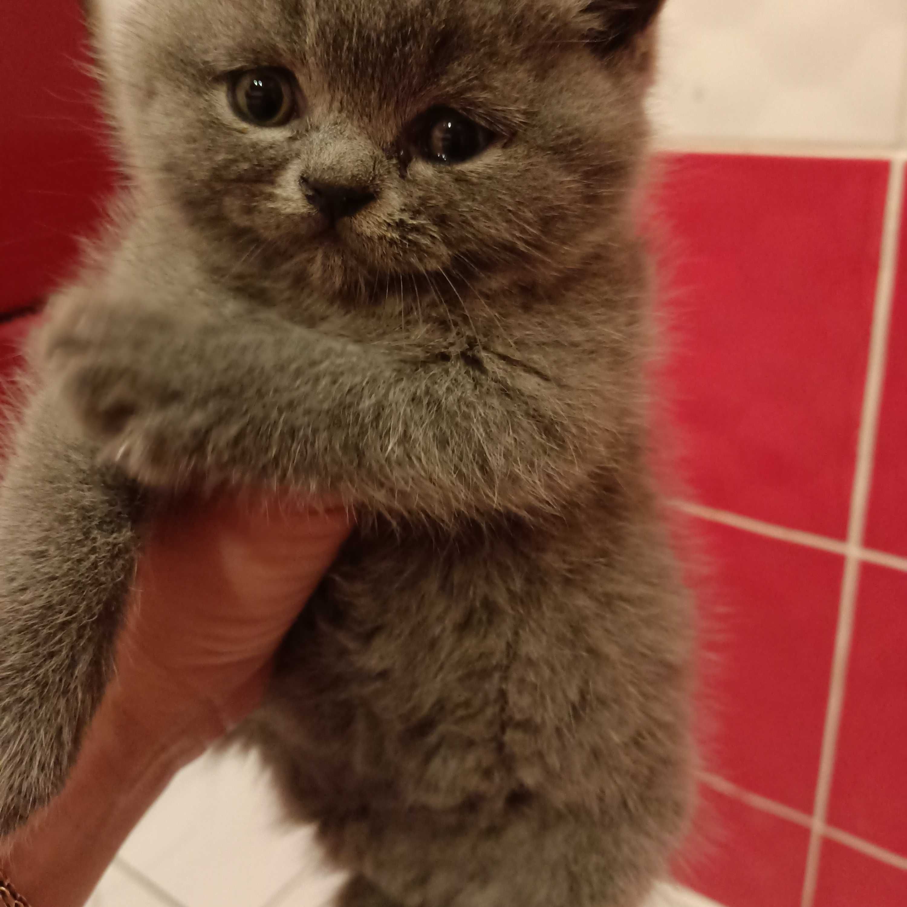 Британські кошенята