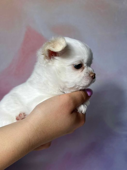 Chilli biała suczka długowłosa Chihuahua szczeniak